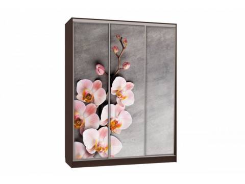 Шкаф-купе Бассо 7-600 78 венге